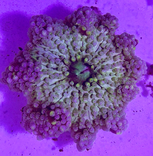 Neon Sand Anemone NSA072701 WYSIWYG Size: S 2" to 3"