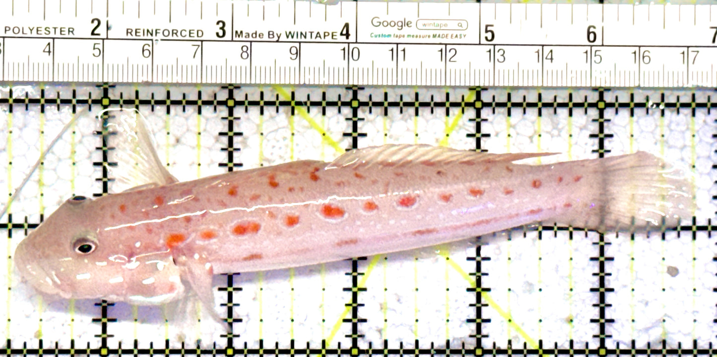 Diamond Watchman Goby DWG070601 WYSIWYG Size: XXL 5.5"
