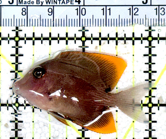 Flame Fin Tomini Tang FFTT051801 WYSIWYG Size: S 2"