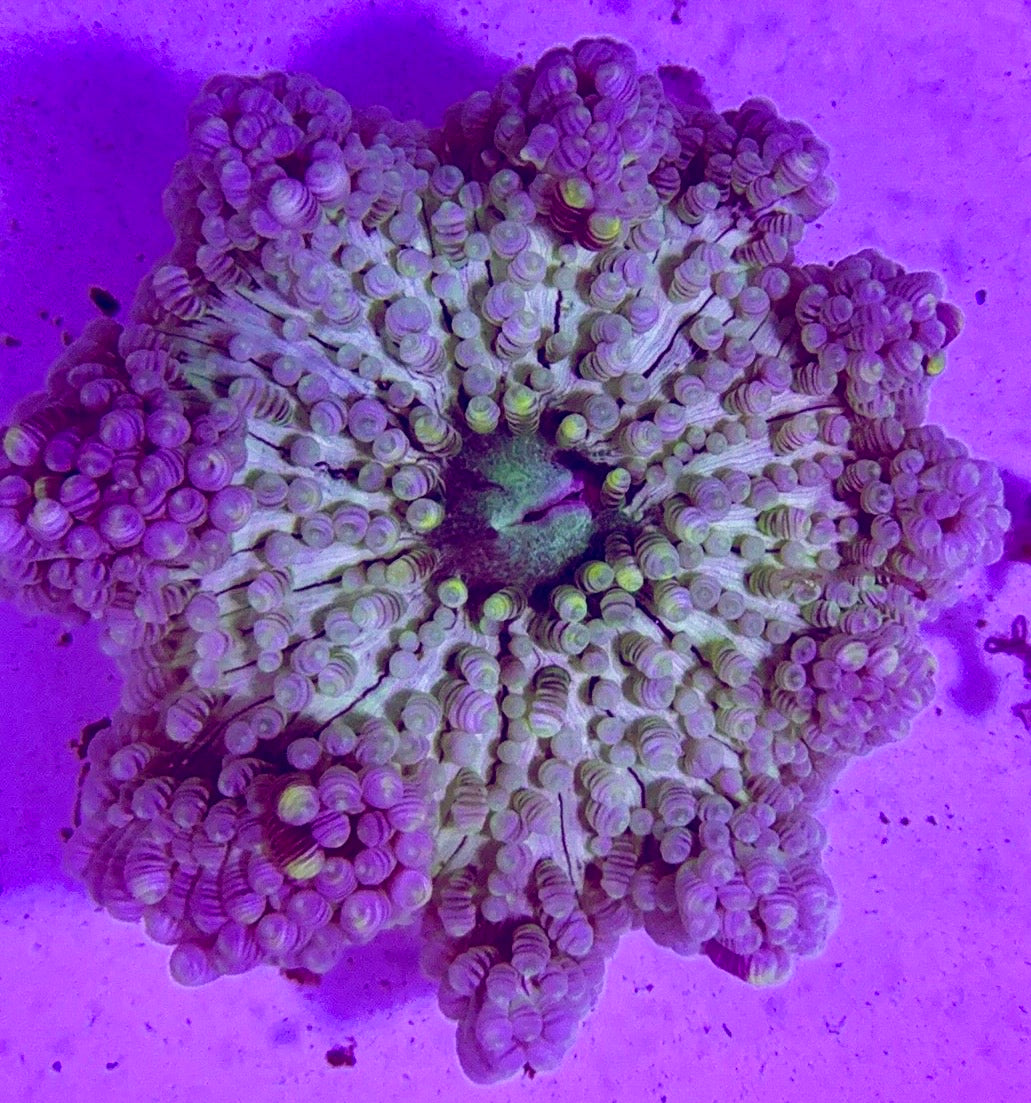 Neon Sand Anemone NSA072701 WYSIWYG Size: S 2" to 3"