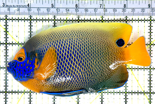 Blueface Angelfish Adult (Sumatra Vibrant Colors) BAA051801 WYSIWYG Size: XL 6"
