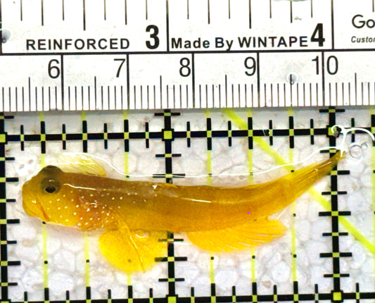 Yellow Watchman Goby YWG070601 WYSIWYG Size: L 2"