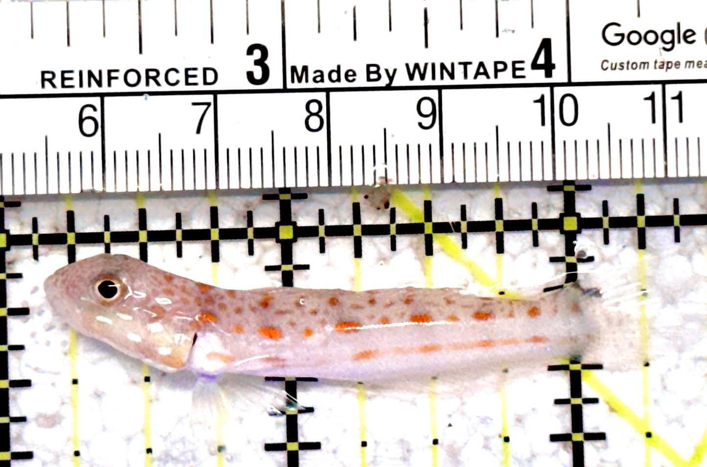 Diamond Watchman Goby DWG070602 WYSIWYG Size: M 2.25"
