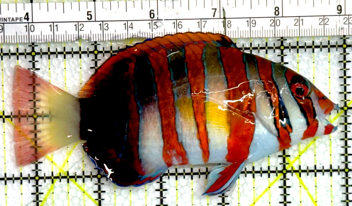 Harlequin Tuskfish HT062603 WYSIWYG Size: L 5" approx