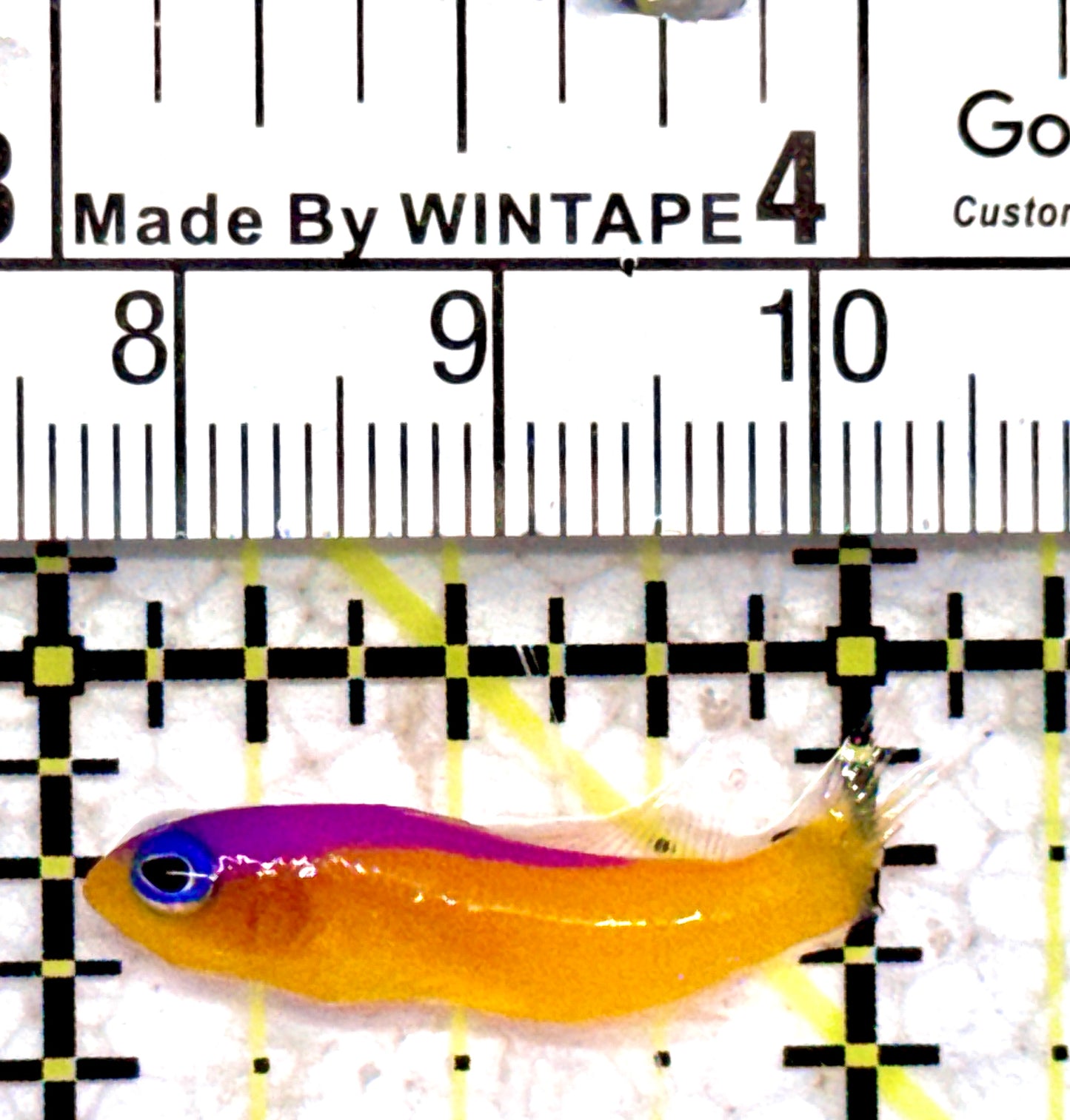 Diadem Dottyback DD070601 WYSIWYG Size: 1.25"