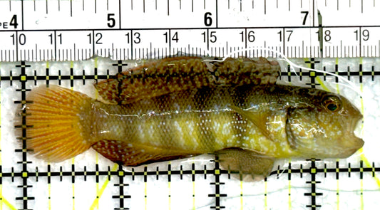 Sphynx Goby SG073101 WYSIWYG Size: L 3.5" approx