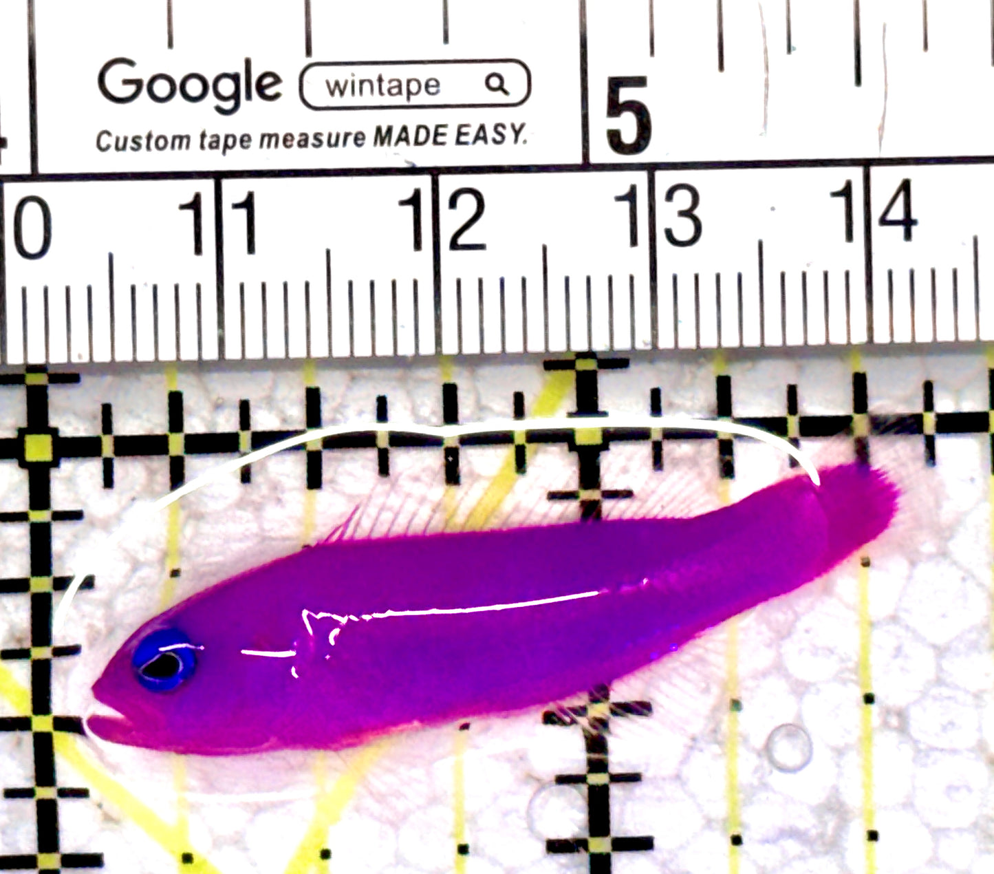 Strawberry Dottyback SD070601 WYSIWYG Size: 1.5"