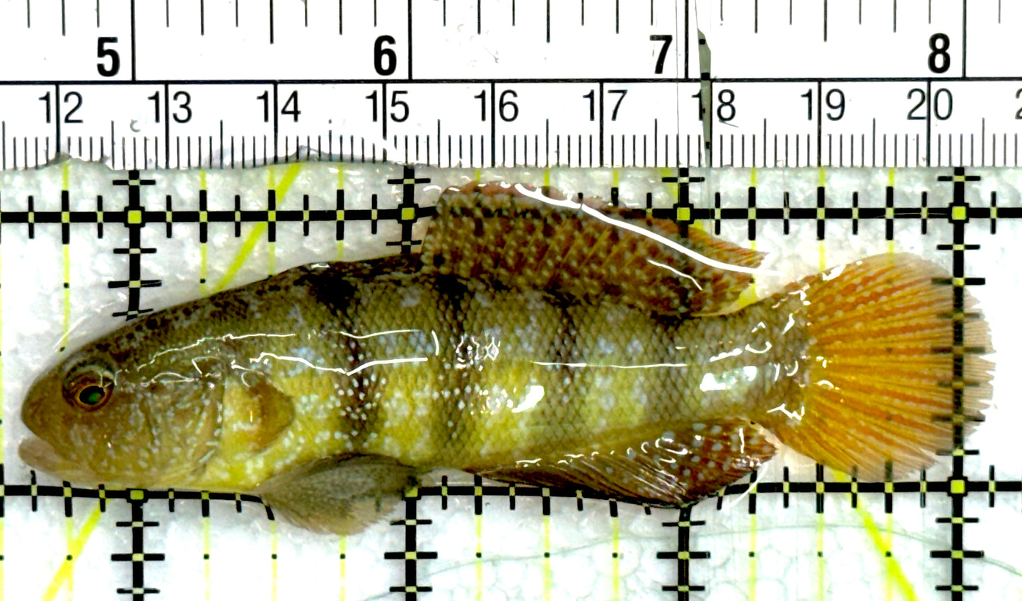 Sphynx Goby SG073101 WYSIWYG Size: L 3.5" approx