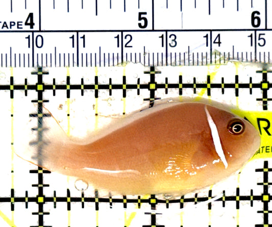 Pink Skunk Clownfish PSC051801 WYSIWYG Size: M 2.25" approx