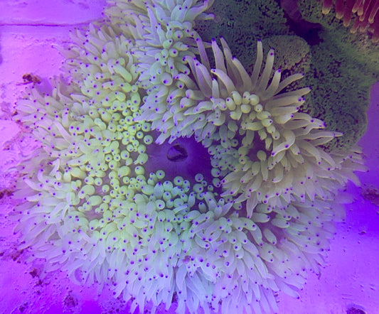 Purple Tip Sebae Anemone PSA072702 WYSIWYG Size: XL 6" to 8"