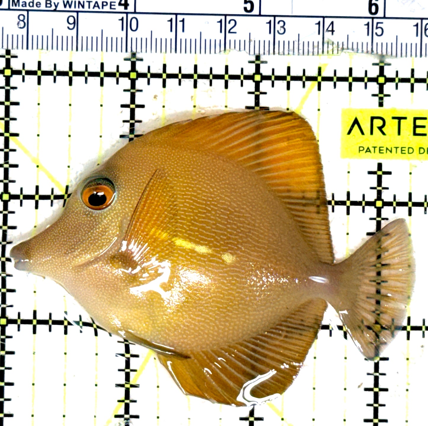 Rare Hybrid Yellow (Hawaiian Yellow Tang x Scopas Tang) Scopas Tang RHYST051801 WYSIWYG Size: L 3.25" approx