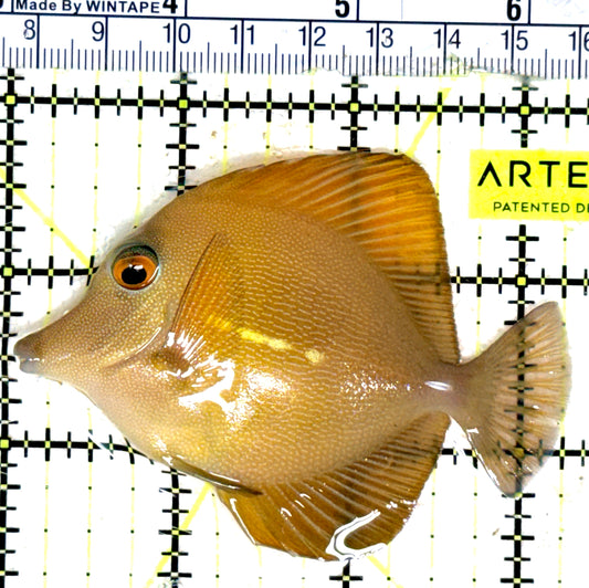 Rare Hybrid Yellow (Hawaiian Yellow Tang x Scopas Tang) Scopas Tang RHYST051801 WYSIWYG Size: L 3.25" approx
