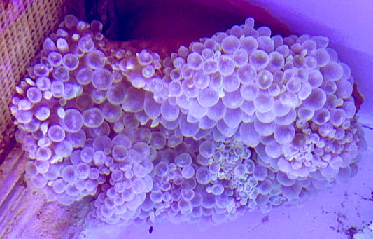 Clear Bubble Tip Anemone Size: L 9" to 10"