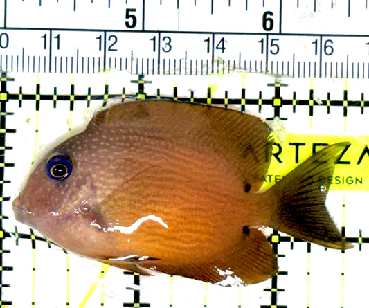Blue Eye Kole Tang BEKT051801 WYSIWYG Size: M 2.5" approx