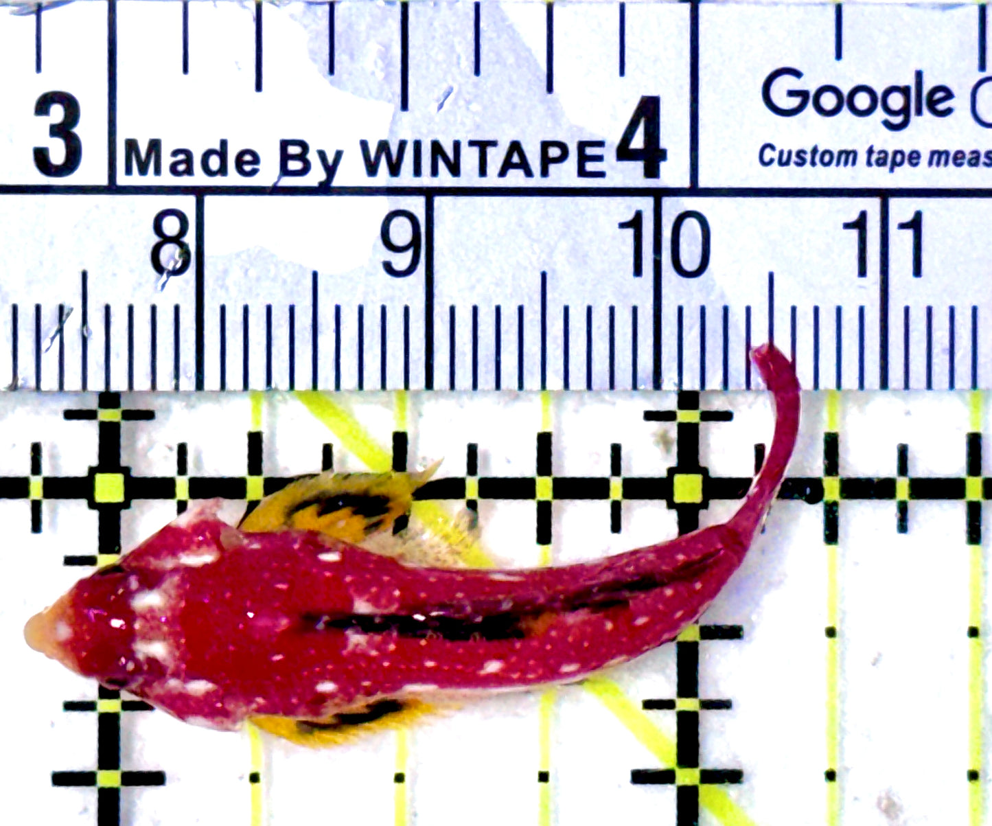 Ruby Red Draggonet RRD070601 WYSIWYG Size: 1.5"