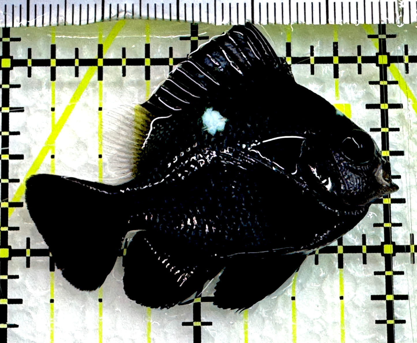 Domino Damselfish DD062601 WYSIWYG Size: XL 2" approx