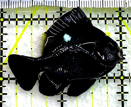 Domino Damselfish DD062601 WYSIWYG Size: XL 2" approx