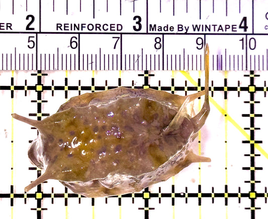 Longhorn Cowfish LC070601 WYSIWYG Size: M 2.5"
