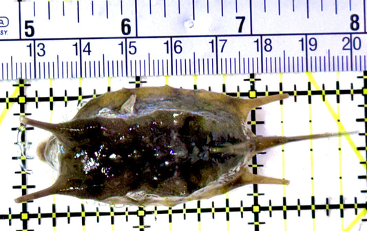 Longhorn Cowfish LC070602 WYSIWYG Size: M 3"