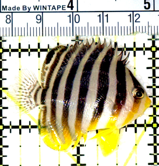 Multibar Angelfish MA051801 WYSIWYG Size: M 1.75" approx