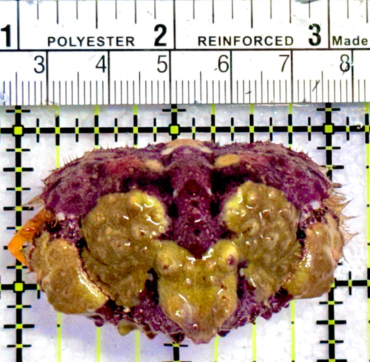 Pink and Yellow Warty Shame Face Crab (Species unknown) PYWSFC070501 WYSIWYG Size: 2"
