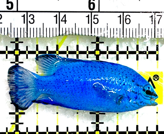 Blue Damselfish BD062601 WYSIWYG Size: S 2" approx