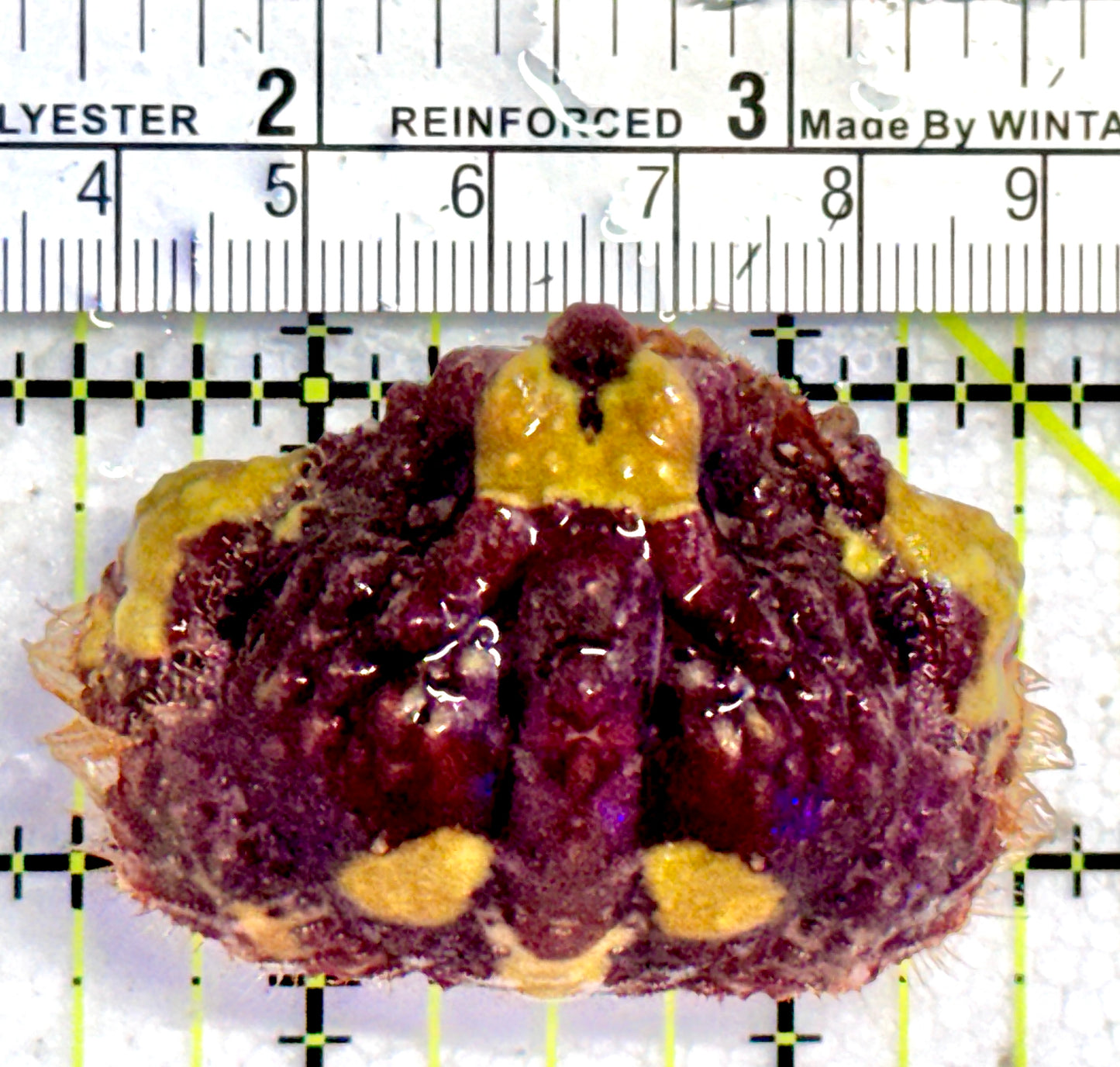 Pink and Yellow Warty Shame Face Crab (Species unknown) PYWSFC070502 WYSIWYG Size: 2"