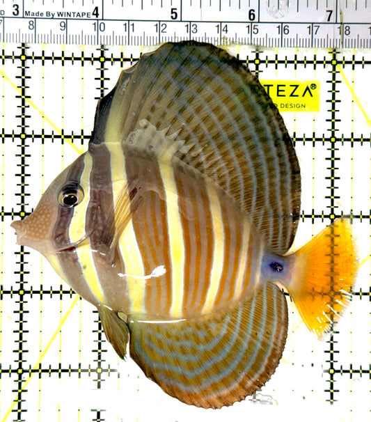 Sailfin Tang ST051905 WYSIWYG Size: L 4.5" approx