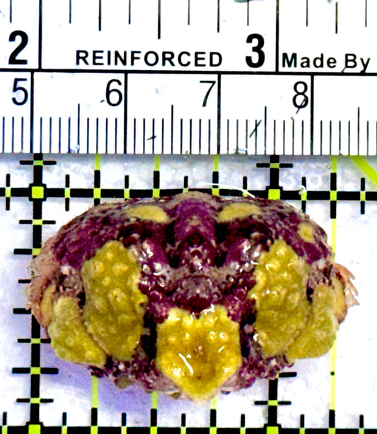 Pink and Yellow Warty Shame Face Crab (Species unknown) PYWSFC070503 WYSIWYG Size: 1.25"