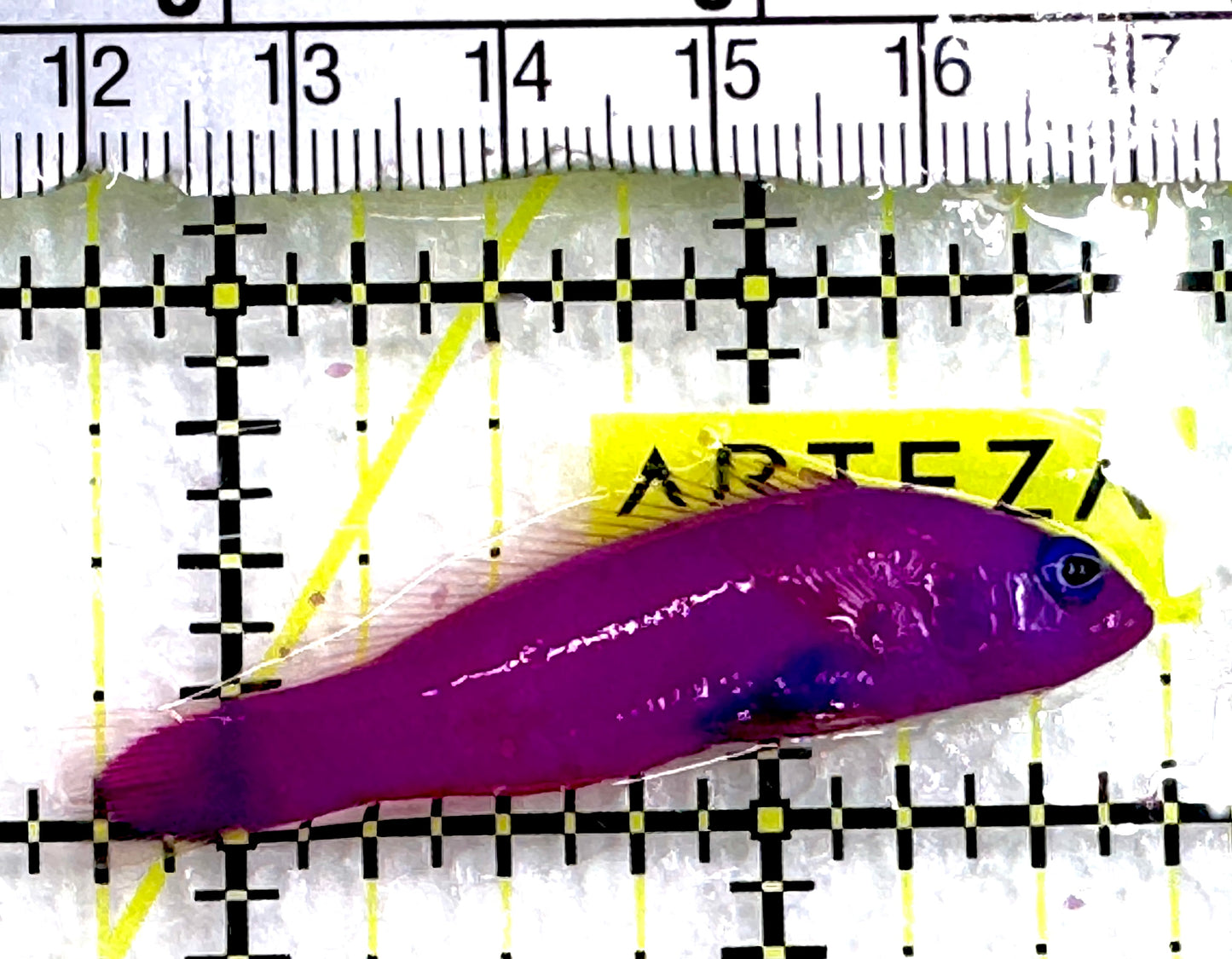 Strawberry Dottyback SD062601 WYSIWYG Size: S 2" approx