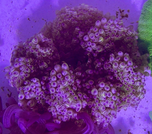 Sand Anemone SA072701 WYSIWYG Size: S 2" to 4"