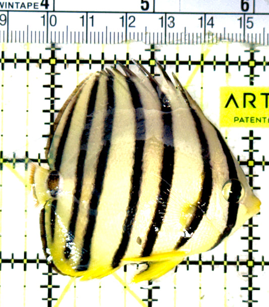 Eight Band Butterflyfish EBB051801 WYSIWYG Size: M 2.5" approx