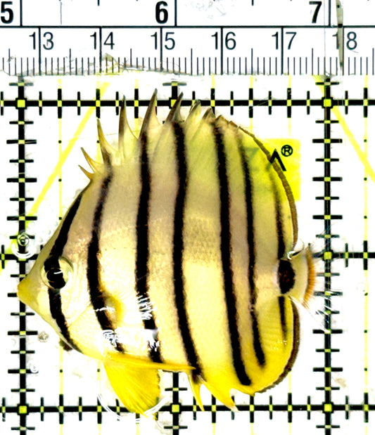 Eight Band Butterflyfish EBB051802 WYSIWYG Size: M 2.25" approx