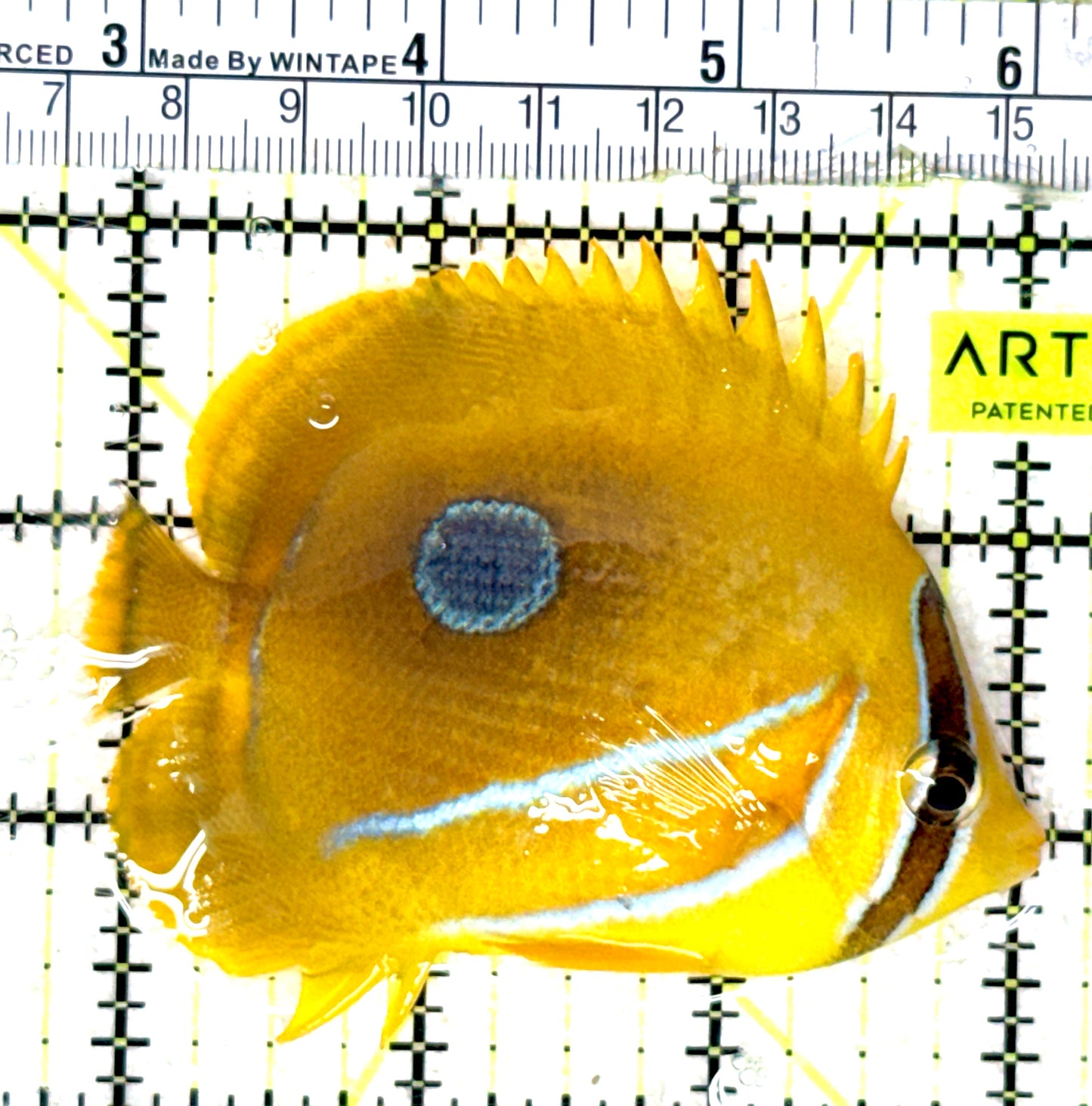 Bennett's Butterflyfish BB052001 WYSIWYG Size: M 3.5" approx