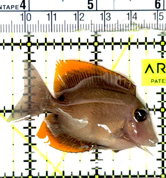 Flame Fin Tomini Tang FFTT051801 WYSIWYG Size: M 2.25" approx