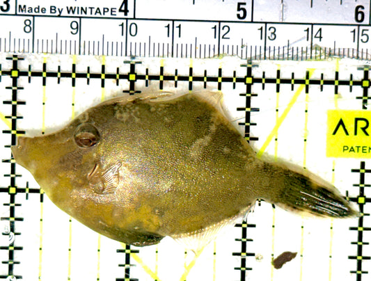 Aiptasia Eating Filefish AEF051901 WYSIWYG Size: L 3" approx