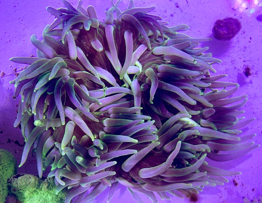 Long Tentacle Anemone LTA072702 WYSIWYG Size XL: 10" and Above