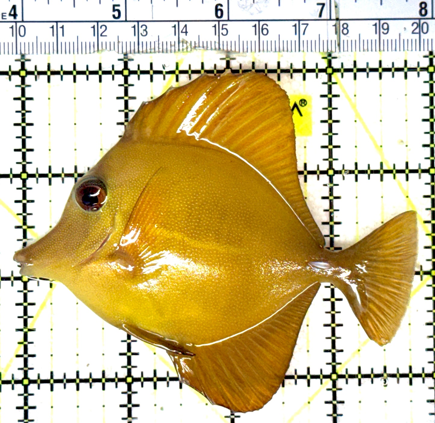 Rare Hybrid Yellow (Hawaiian Yellow Tang x Scopas Tang) Scopas Tang RHYST051802 WYSIWYG Size: L 4" approx