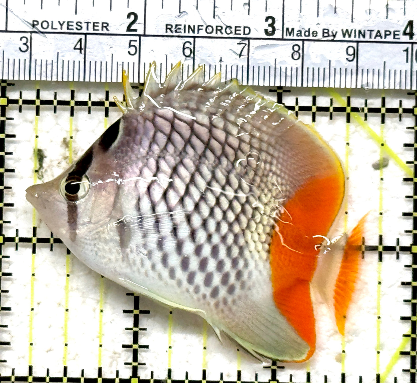 Pearlscale Butterflyfish PB071301 WYSIWYG Size: S 2.5" approx