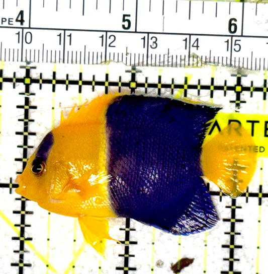Bicolor Angelfish BA051802 WYSIWYG Size: L 2.25" approx
