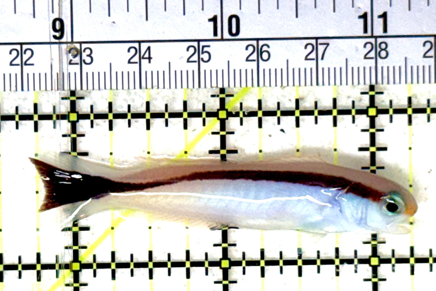 Marcosi Skunk Tilefish MST051901 WYSIWYG Size: M 2.5" approx