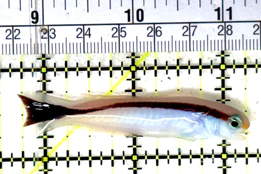 Marcosi Skunk Tilefish MST051901 WYSIWYG Size: M 2.5" approx