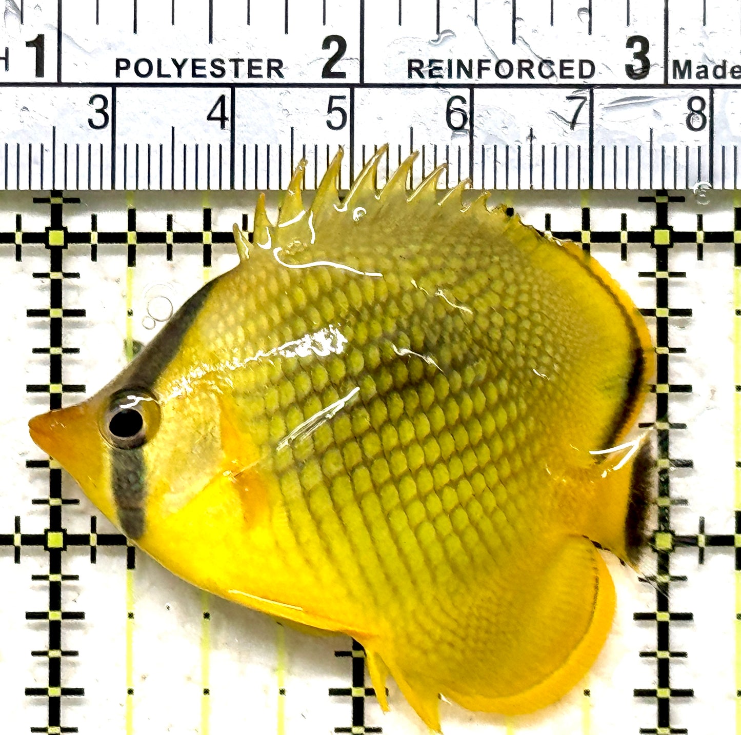 Raffle's Latticed Butterflyfish RLB071301 WYSIWYG Size: M 2.25" approx