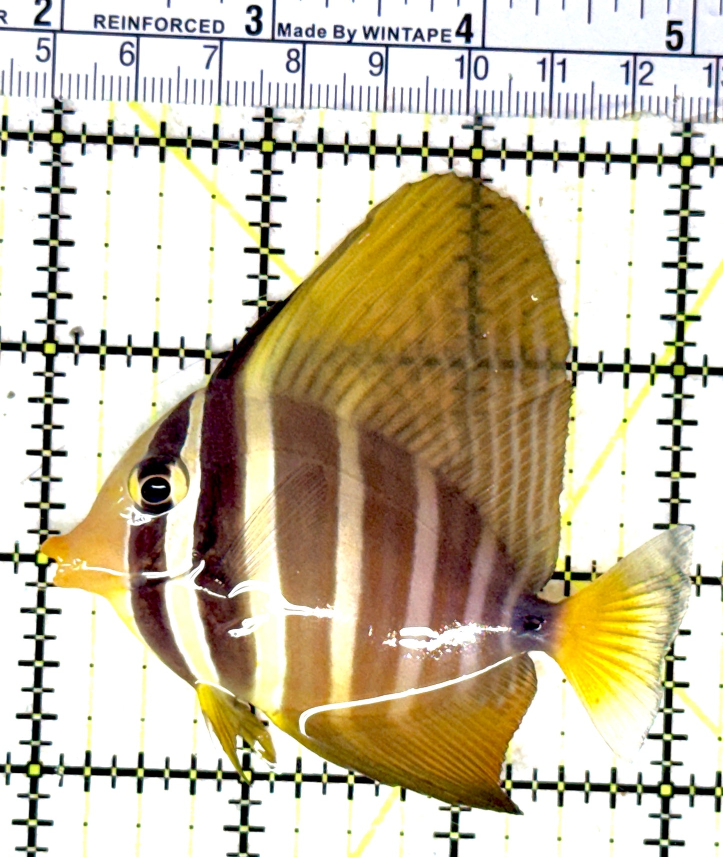 Sailfin Tang ST051901 WYSIWYG Size: ML 3" approx