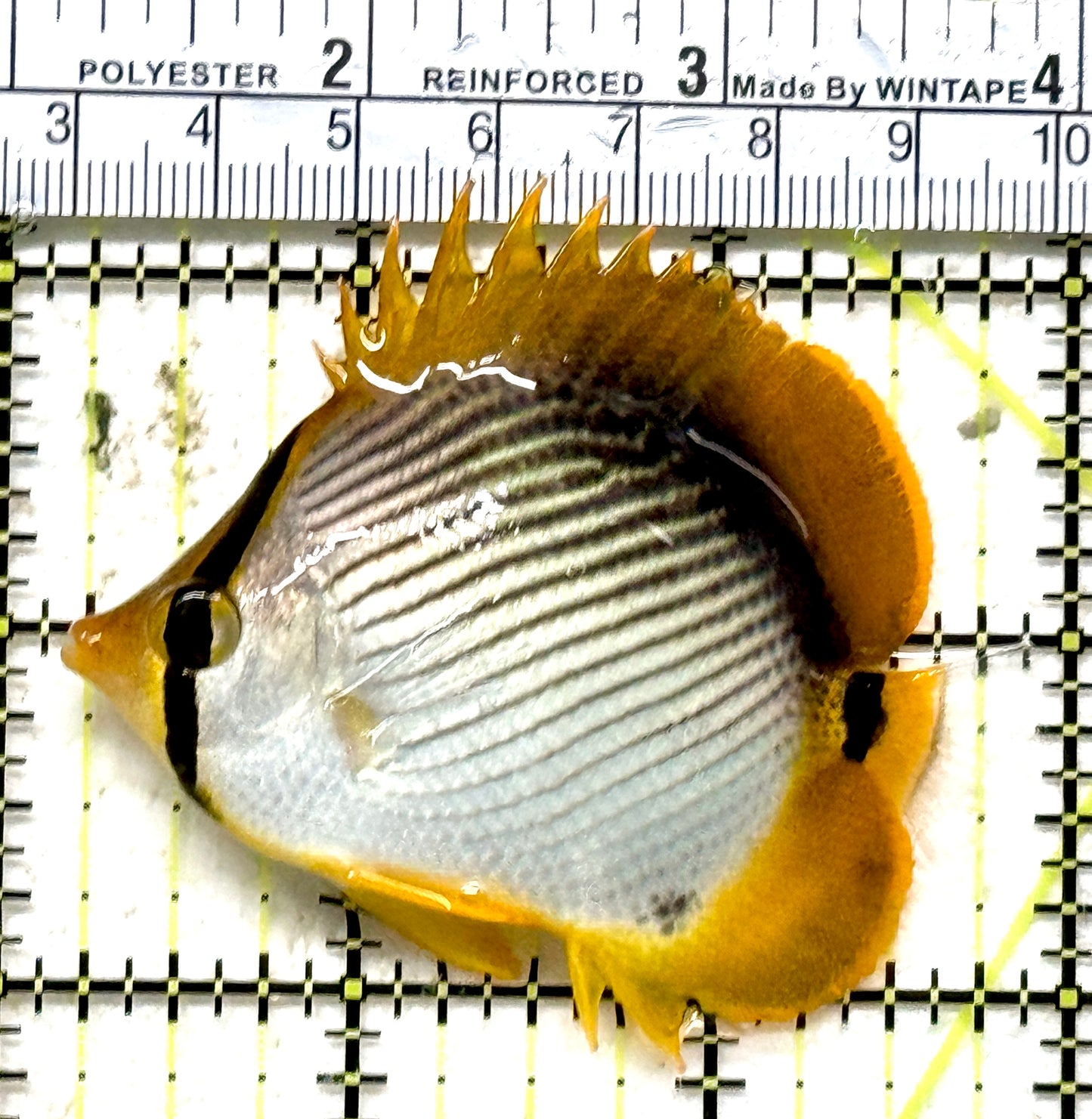 Philippine Panda Butterflyfish PPB071301 WYSIWYG Size: S 2.5" approx