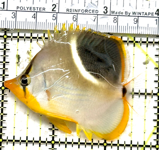 Saddleback Butterflyfish SB071301 WYSIWYG Size: M 2.75" approx