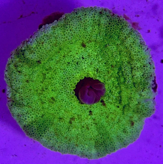 Green Carpet Anemone (Haddoni) GCA072701 WYSIWYG Size: M 3" to 5"