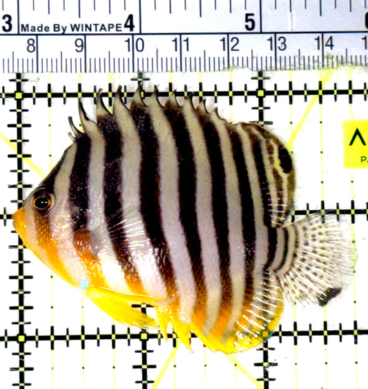 Multibar Angelfish MA051803 WYSIWYG Size: XL 2.75" approx