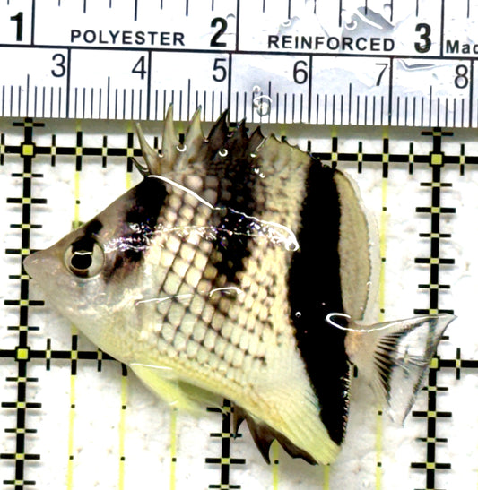 Black Pearlscale Butterflyfish BPB071301 WYSIWYG Size: M 2.25" approx