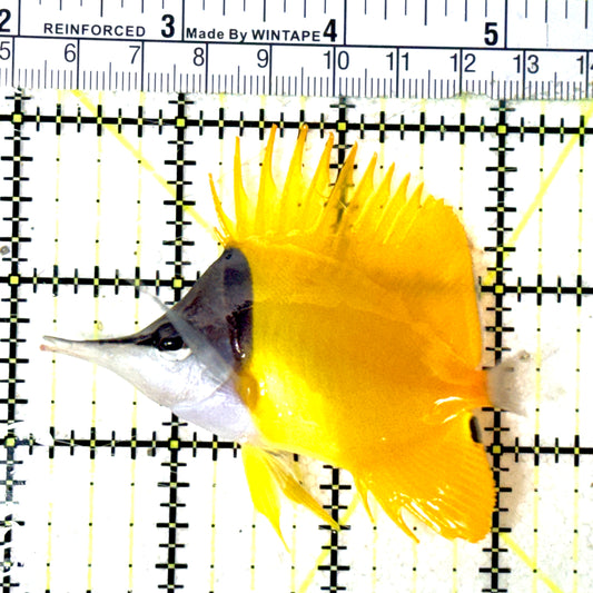 Yellow Longnose Butterflyfish YLB051801 WYSIWYG Size: L 3.25" approx